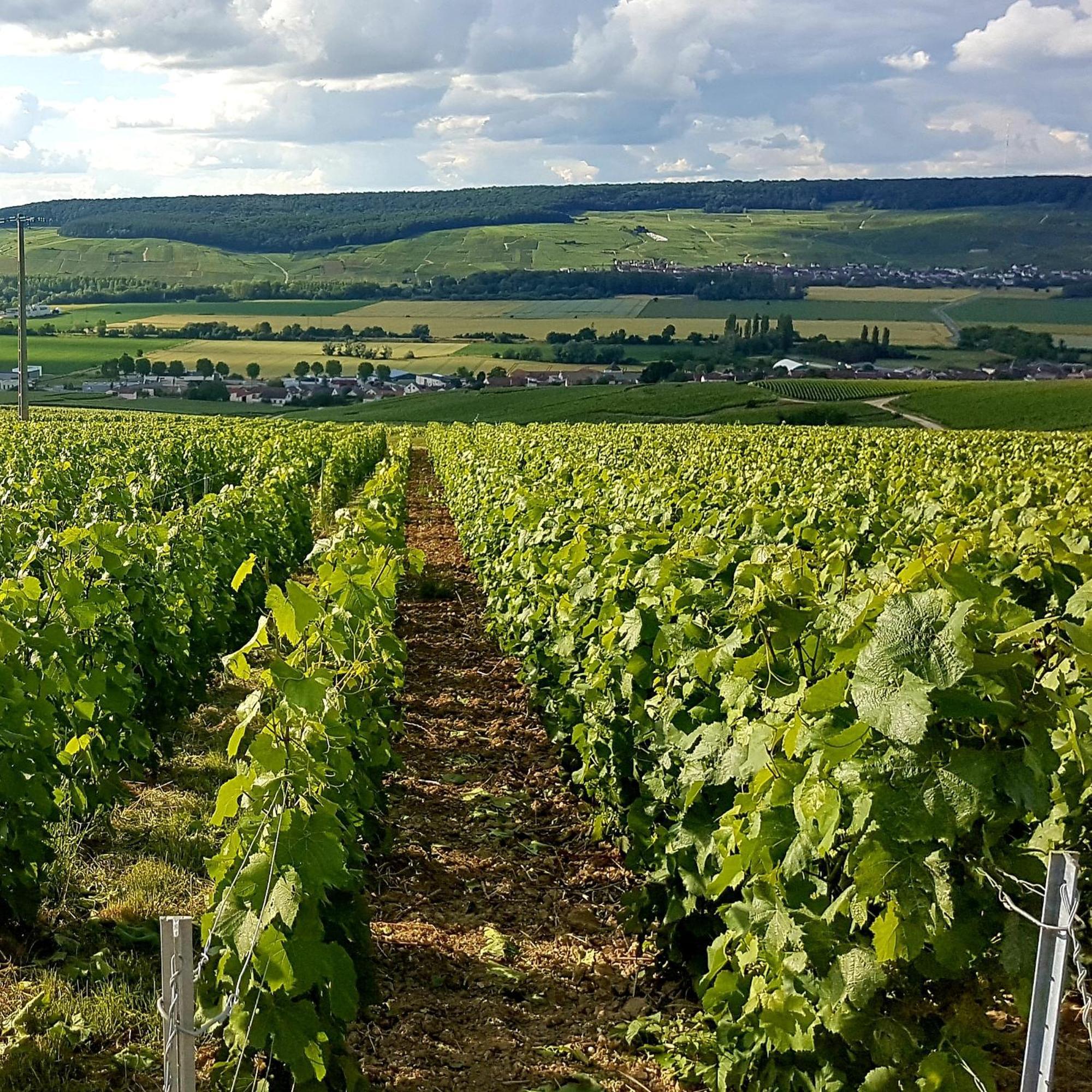 Le Cocon Appartement Proche Epernay Et Maisons De Champagne Ay-Champagne Cameră foto